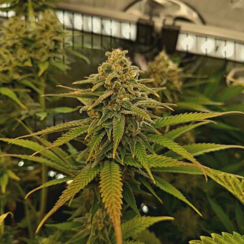 Mimosa Gushers growlog timeline photo