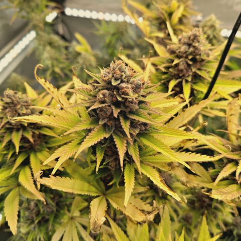 Mimosa Gushers growlog timeline photo