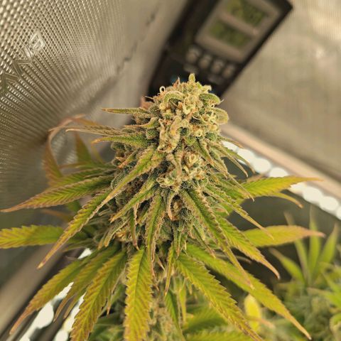 Mimosa Gushers growlog timeline photo