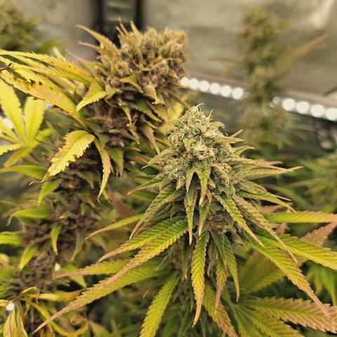 Mimosa Gushers growlog timeline photo
