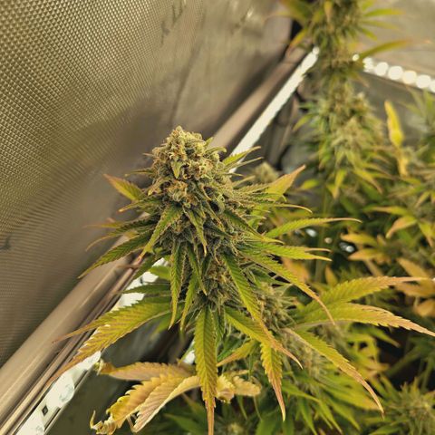 Mimosa Gushers growlog timeline photo