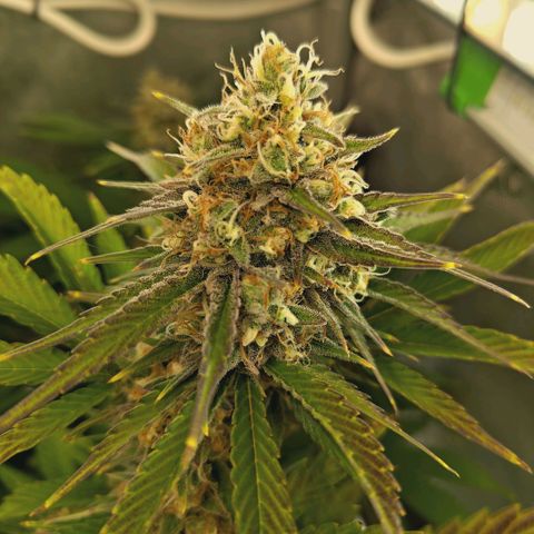 Mimosa Gushers growlog timeline photo