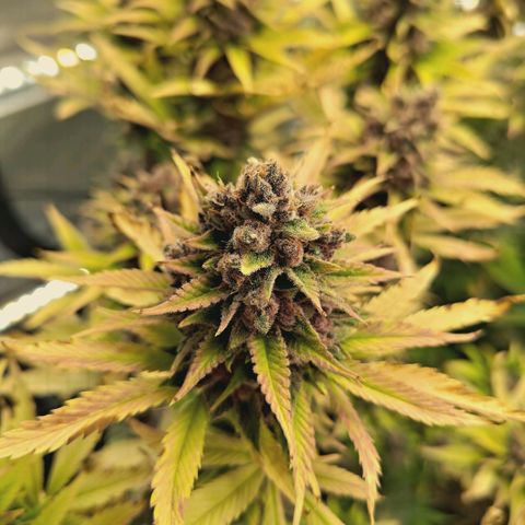 Mimosa Gushers growlog timeline photo
