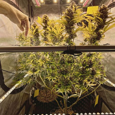 Mimosa Gushers growlog timeline photo
