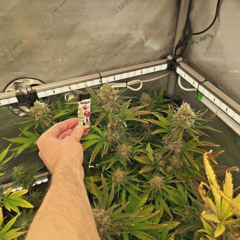 Mimosa Gushers growlog timeline photo