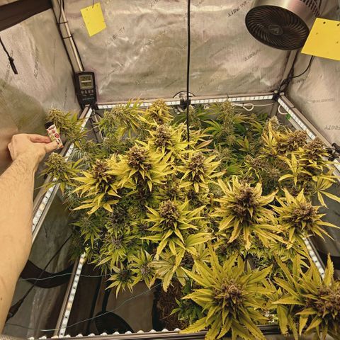 Mimosa Gushers growlog timeline photo