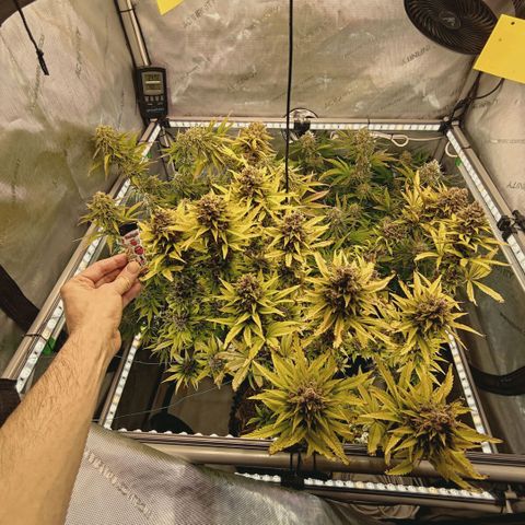 Mimosa Gushers growlog timeline photo