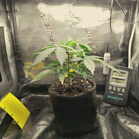 Blueberry Muffin  #3 growlog timeline photo