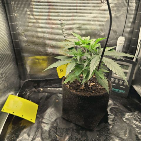 Blueberry Muffin  #3 growlog timeline photo