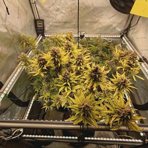 Mimosa Gushers growlog timeline photo