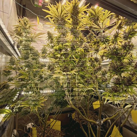Mimosa Gushers growlog timeline photo