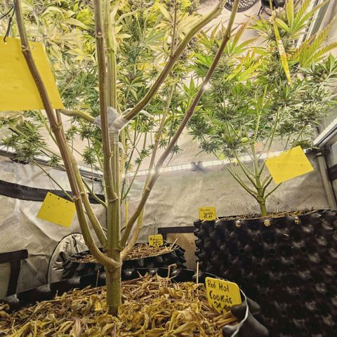 Mimosa Gushers growlog timeline photo