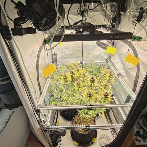 Mimosa Gushers growlog timeline photo