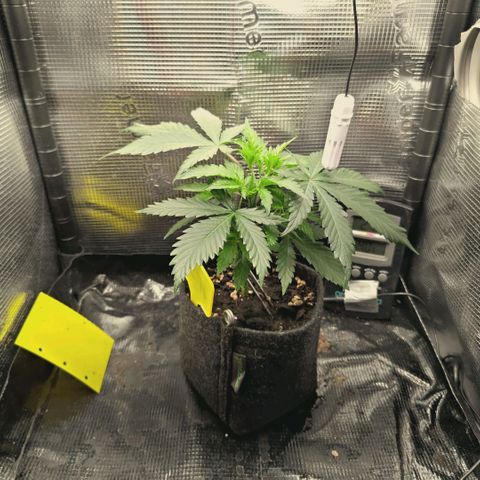 Blueberry Muffin  #3 growlog timeline photo