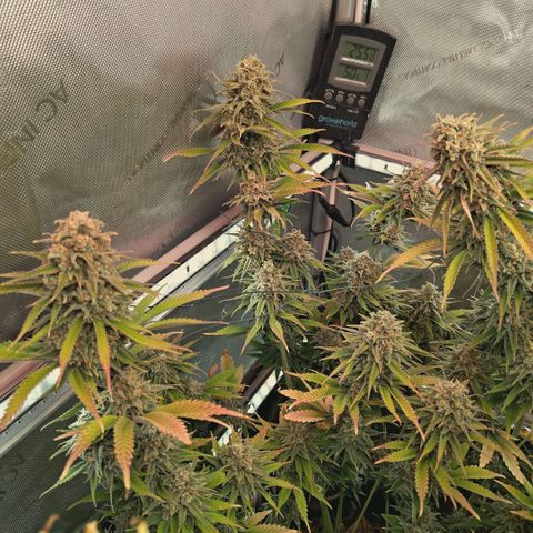 Mimosa Gushers growlog timeline photo
