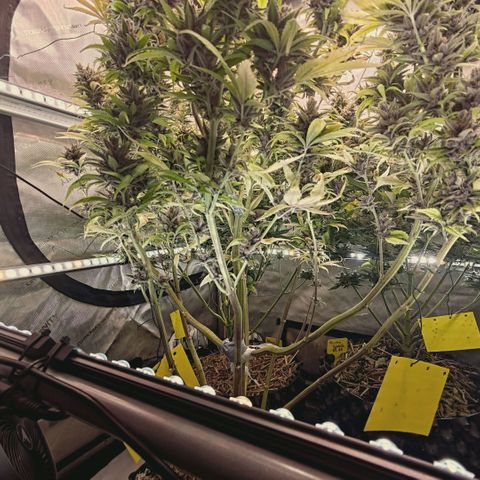 Mimosa Gushers growlog timeline photo
