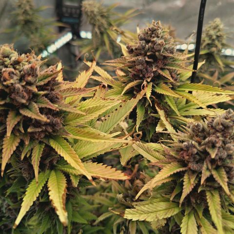 Mimosa Gushers growlog timeline photo