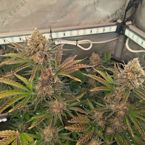 Mimosa Gushers growlog timeline photo