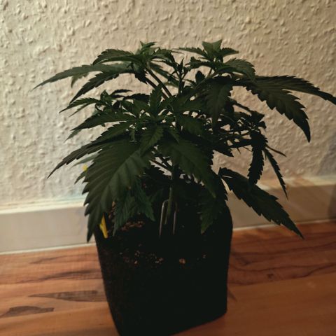 Blueberry Muffin  #3 growlog timeline photo