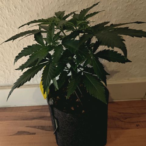 Blueberry Muffin  #3 growlog timeline photo