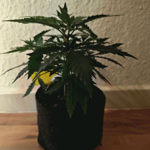Blueberry Muffin  #3 growlog timeline photo
