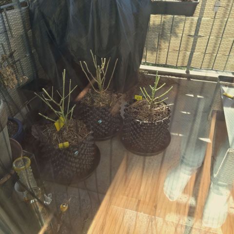 Mimosa Gushers growlog timeline photo