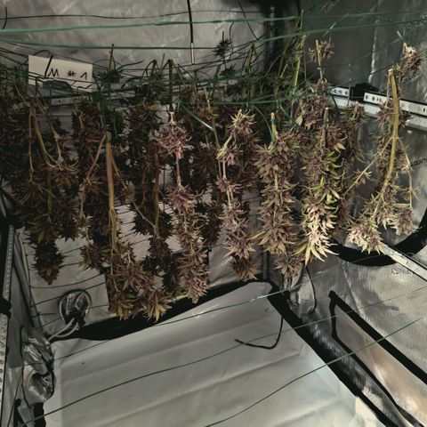 Mimosa Gushers growlog timeline photo