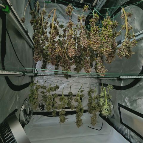 Mimosa Gushers growlog timeline photo