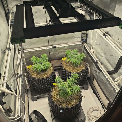 Blueberry Muffin  #3 growlog timeline photo