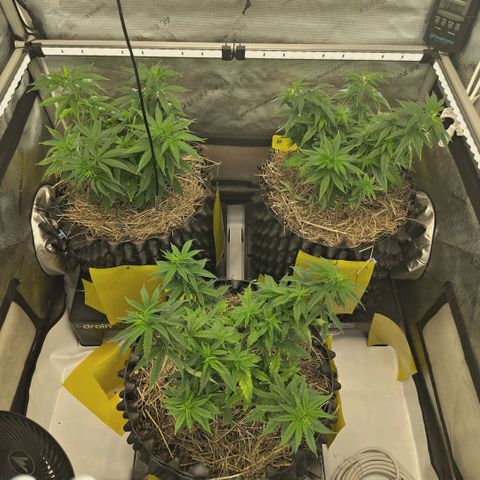 Blueberry Muffin  #3 growlog timeline photo