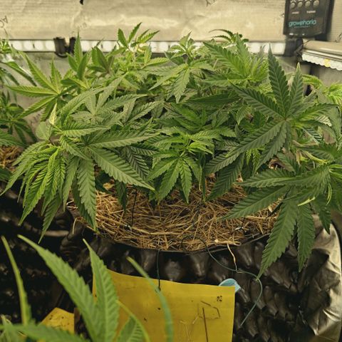 Blueberry Muffin  #3 growlog timeline photo