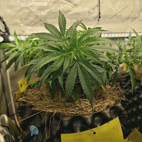 Blueberry Muffin  #3 growlog timeline photo