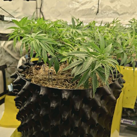Blueberry Muffin  #3 growlog timeline photo