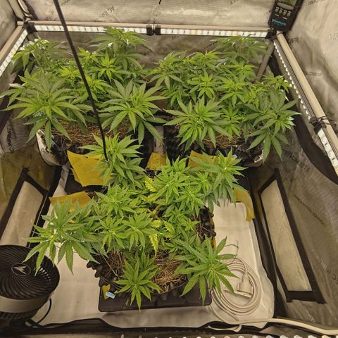 Blueberry Muffin  #3 growlog timeline photo