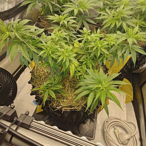 Blueberry Muffin  #3 growlog timeline photo