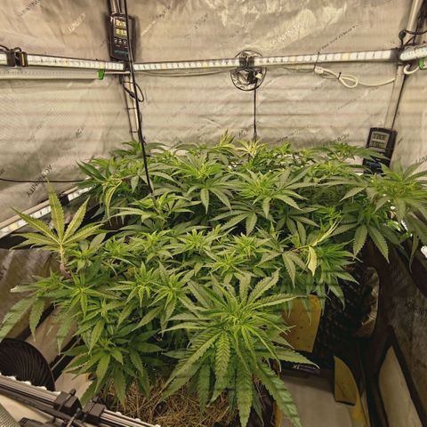 Blueberry Muffin  #3 growlog timeline photo
