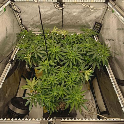 Blueberry Muffin  #3 growlog timeline photo