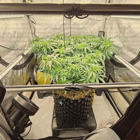 Blueberry Muffin  #3 growlog timeline photo
