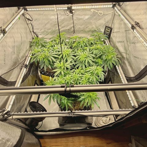 Blueberry Muffin  #3 growlog timeline photo