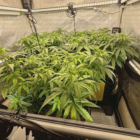 Blueberry Muffin  #3 growlog timeline photo
