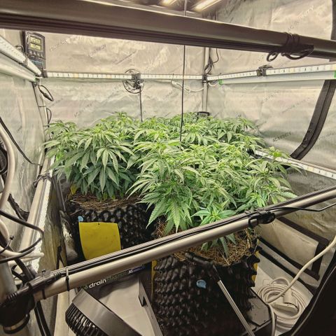 Blueberry Muffin  #3 growlog timeline photo
