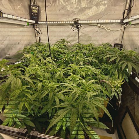 Blueberry Muffin  #3 growlog timeline photo