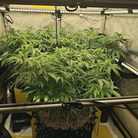 Blueberry Muffin  #3 growlog timeline photo