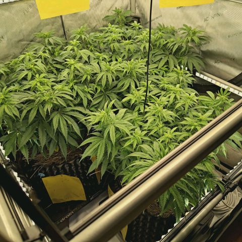 Blueberry Muffin  #3 growlog timeline photo