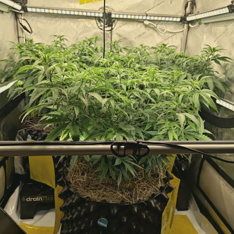 Blueberry Muffin  #3 growlog timeline photo