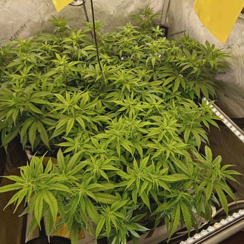 Blueberry Muffin  #3 growlog timeline photo