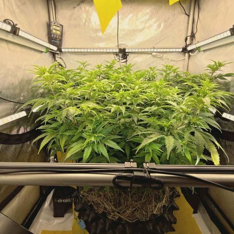 Blueberry Muffin  #3 growlog timeline photo