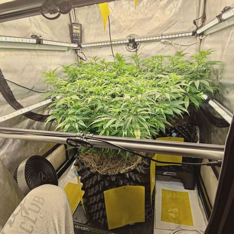 Blueberry Muffin  #3 growlog timeline photo