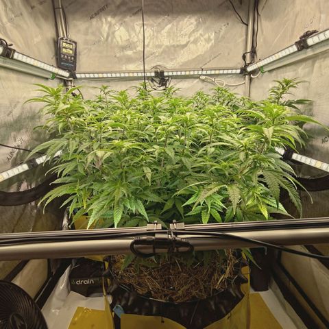 Blueberry Muffin  #3 growlog timeline photo