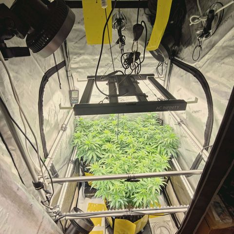 Blueberry Muffin  #3 growlog timeline photo